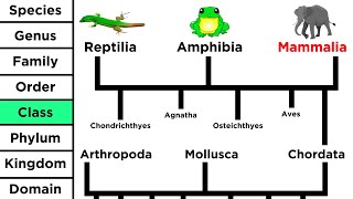 Phylogeny and the Tree of Life [upl. by Suoicerpal]