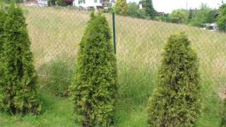 Thuja Hecke pflanzen  umpflanzen [upl. by Ninaj]