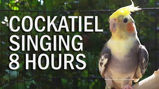 Pied Cockatiel Singing Sounds Tono Cockatiel Calls  Natural Song [upl. by Asilim]