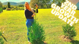 Thuja Green Giant Arborvitae  Official 2nd Year Growth Update  Privacy Hedge [upl. by Goddord465]