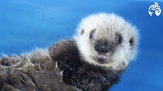 Cutest Sea Otter Pup  Meet Hardy  Vancouver Aquarium [upl. by Atalee]