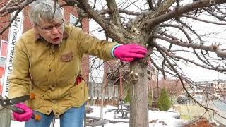 Spring Crabapple Pruning [upl. by Eleanore435]