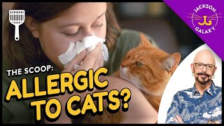 All you need to know about cat allergies amp what you can do about them [upl. by Hamlin]