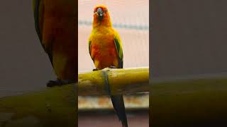 Understanding Sun Conure Vocalizations [upl. by Rehpotsyrk569]