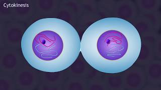 Mitosis and the Cell Cycle Animation [upl. by Okikuy]