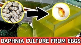 HOW TO HATCH DAPHNIA EGGS  HOW TO CULTURE DAPHNIA [upl. by Janiuszck824]