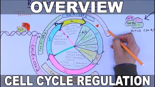 Cell Cycle Regulation  Basic Overview [upl. by Gerdy389]