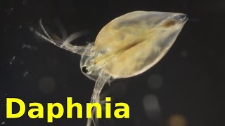 Daphnia [upl. by Dnob]