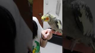 Female cockatiel whistling [upl. by Yetsirhc923]