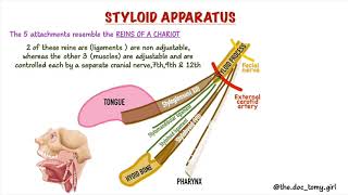 STYLOID APPARATUS  EAGLES SYNDROME [upl. by Buehrer]