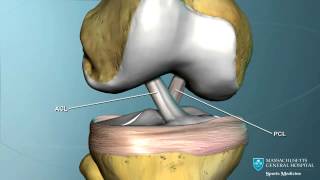 Part I Knee Anatomy [upl. by Nadnarb470]