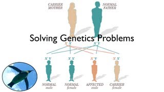 Solving Genetics Problems [upl. by Ahsinom]