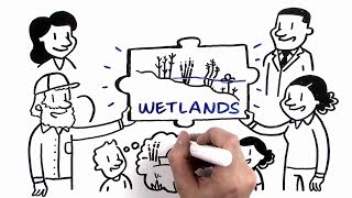 How Wetlands Manage Water [upl. by Aihppa704]