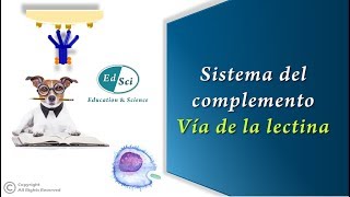 🔴 Sistema del complemento 3️⃣ Vía de las lectinas [upl. by Ewolram]