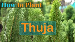 How to Plant Thuja [upl. by Nybor]