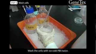 Western Blot  Sample preparation Video from GeneTex [upl. by Eveivenej]