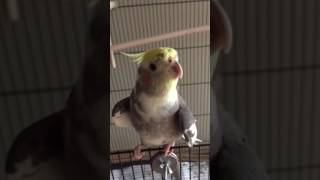 Cockatiel Parrot sings Coloratura opera [upl. by Mariana905]