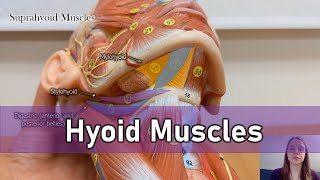 Hyoid muscles [upl. by Aicirtak]