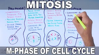 Mitosis  MPhase [upl. by Assirroc]