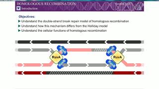 Homologous Recombination Rec BCD Pathway Double strand break mechanism [upl. by Sou419]