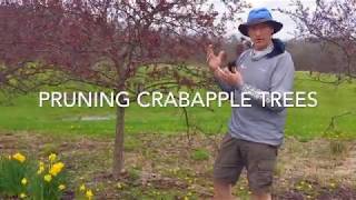 PRUNING A CRABAPPLE TREE [upl. by Rosemare]