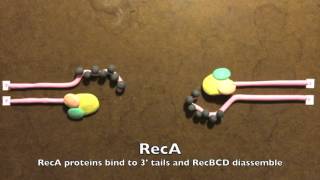 Homologous Recombination in Prokaryotes [upl. by Alexandr]