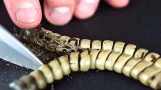 Whats Inside A Rattlesnake Rattle Close Up [upl. by Crispin]