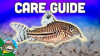 Cory Catfish Care Guide  Aquarium CoOp [upl. by Neeloc98]