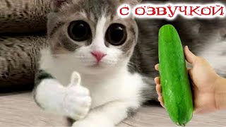 Приколы с котами Смешные коты  С ОЗВУЧКОЙ Самые смешные животные [upl. by Dahle724]