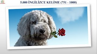 5000 İNGİLİZCE KELİME  RESİMLİ VE SESLİ  751  1000 [upl. by Ellard233]