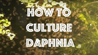 How To Culture Daphnia Magna [upl. by Newberry]