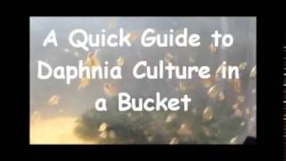 How to culture daphnia outside [upl. by Wenda]