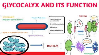 Glycocalyx and its functions [upl. by Avonasac435]