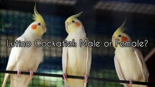 Lutino Cockatiel Male or Female 3 Ways to Identify [upl. by Suaeddaht]