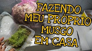 MUSGO EM CASA como cultivar o seu BONUS [upl. by Clayborne]