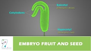 EMBRYO FRUIT AND SEED [upl. by Pasquale]