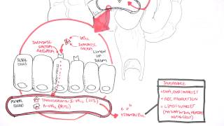 Vitamin B12 Digestion and Absorption [upl. by Thornie]