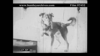 Ivan Pavlovs dogs in the USSR 1930s Archive film 97452 [upl. by Kenyon]