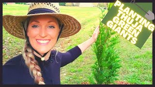 How To Plant Thuja Green Giant Arborvitae  Privacy Hedge [upl. by Okikuy]