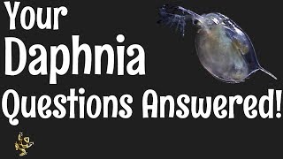 Daphnia Questions Answered [upl. by Faust]