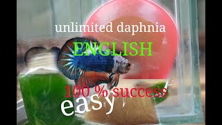 daphnia moina culture Easy way Unlimited production English  with sub Green water Chlorella [upl. by Aliehc590]