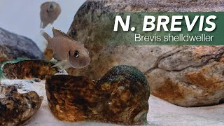 Species Spotlight  Brevis Shelldweller [upl. by Yemirej]