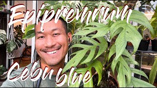 Epipremnum Cebu Blue care and propagation with updates [upl. by Ynnahc]