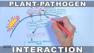 Plant Pathogen Interaction  Signalling [upl. by Mohammad157]