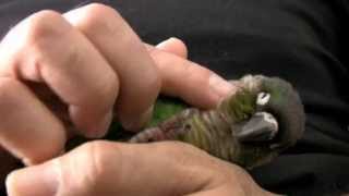 Green Cheek Conure Parrot  What they are like  Baby GCC [upl. by Levins198]