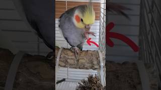 Cockatiels Facts  Cockatiels Craze [upl. by Novets817]