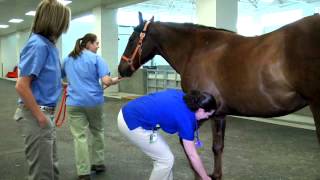 Equine Hospital Tour at the University of Tennessee Veterinary Medical Center [upl. by Anaya]