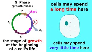 The Cell Cycle and its Regulation [upl. by Alfonzo481]