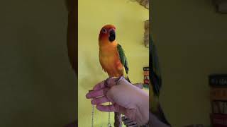 sun conure talking [upl. by Rashidi]