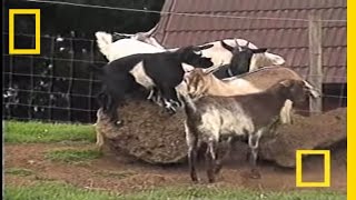 Fainting Goats  National Geographic [upl. by Kajdan908]